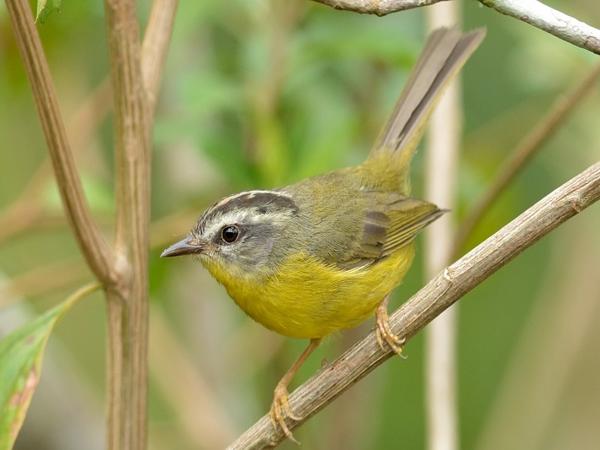 <h3><a href="/trips/salesopolis-2014/biota/animalia/chordata/aves/040 passeriformes/122 parulidae/basileuterus culicivorus/basileuterus culicivorus-nl.html">Basileuterus&nbsp;culicivorus</a> / Golden‑crowned&nbsp;warbler / Goudhaanzanger</h3>NIKON D7100 met AF-S Nikkor 300mm f/2.8G IF-ED VR II, 1/640 sec  bij F4.0, ISO 400, afstand 5.62&nbsp;m